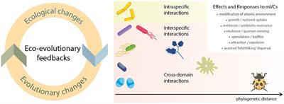 Frontiers | Microbial Volatiles As Mediators Of Eco-evolutionary Dynamics